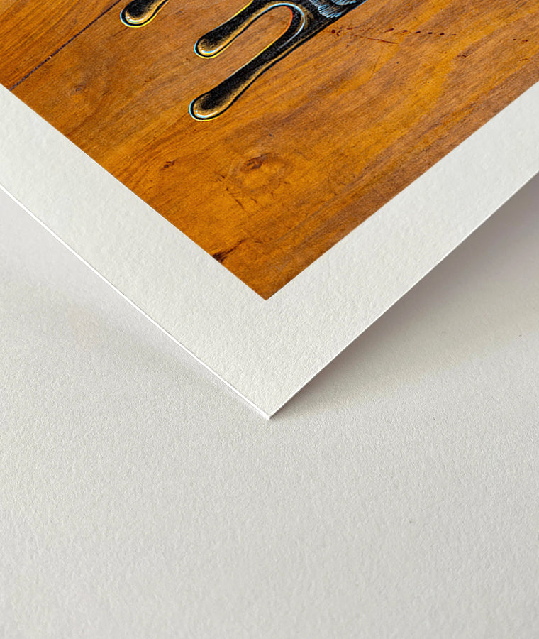 Fine art print close up of a detailed acrylic illustration on plywood of an Australian Native Magpie bird by Skotty Fairclough
