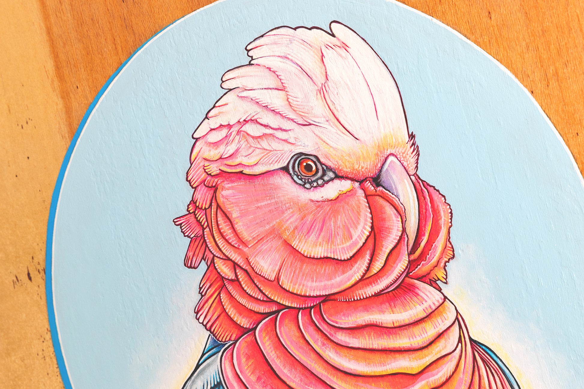 Fine art print close up of a vibrant acrylic illustration on plywood of a native Australian Galah bird by Skotty Fairclough
